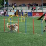 Závody agility Luhačovice 13.6.2020