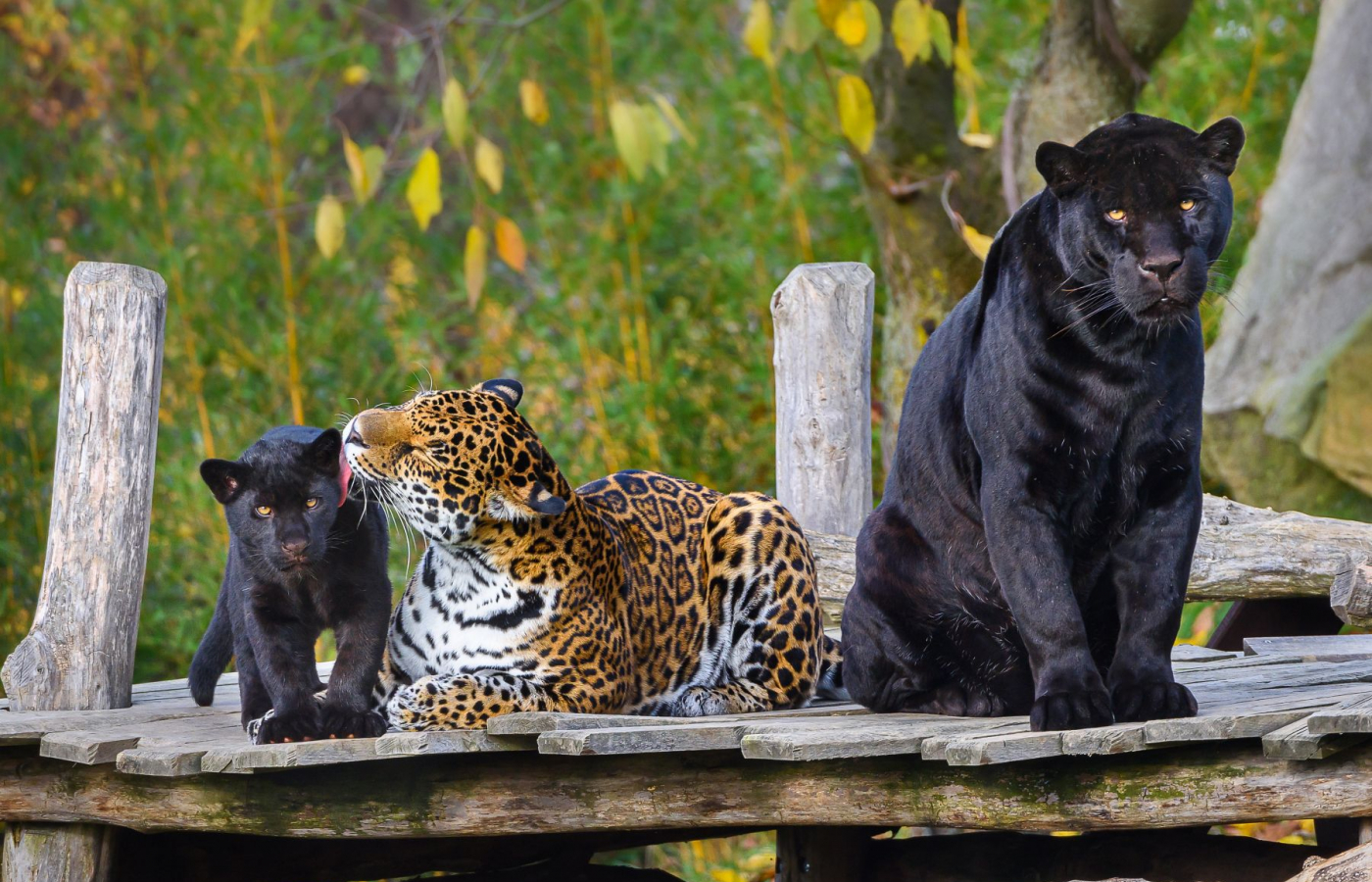 Přijďte se podívat do Zlínské ZOO, například na pantery či slony.