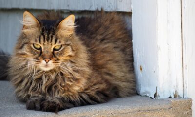 Valašské Meziříčí drží kastrace koček pod kontrolou